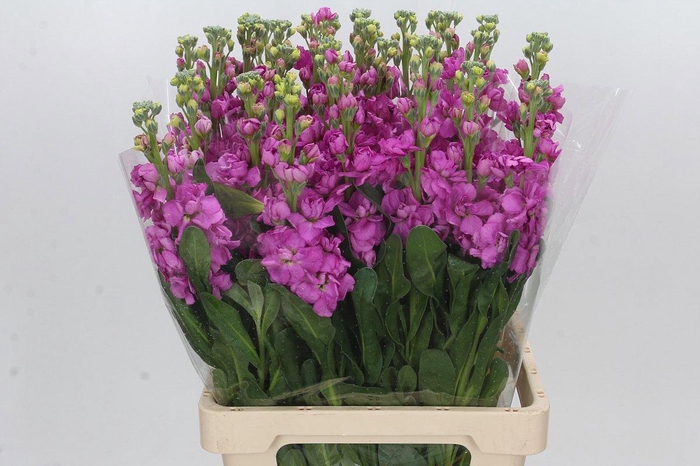 <h4>MATTH IRON DEEP PINK</h4>