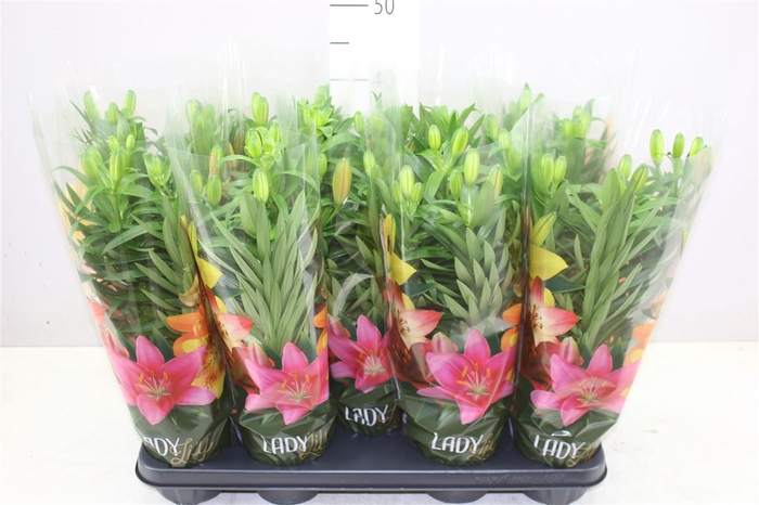 <h4>Lil Az Tiny Heroes 4pp Orange</h4>