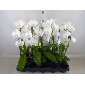Phalaenopsis   ...white