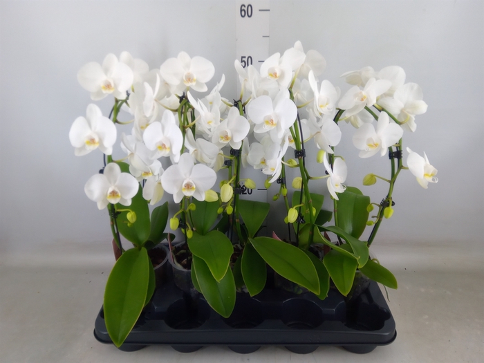 <h4>Phalaenopsis   ...white</h4>