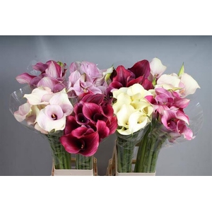 Calla Mix In Bucket Double Kallaland