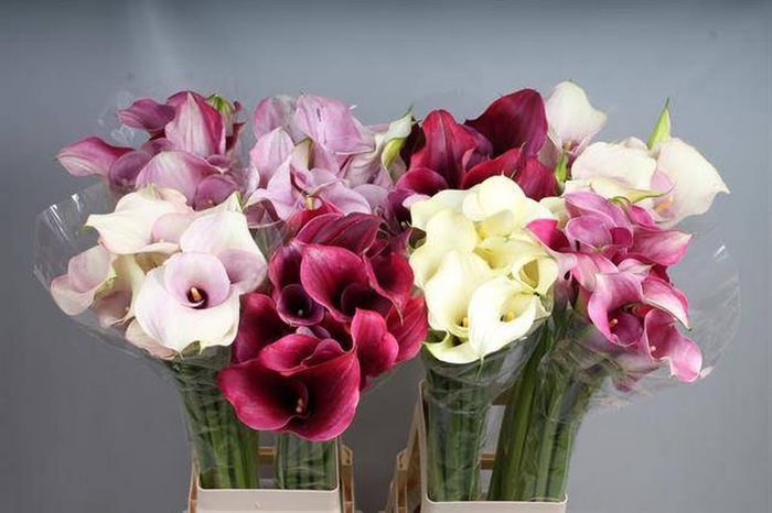 <h4>Calla Mix In Bucket Double Kallaland</h4>