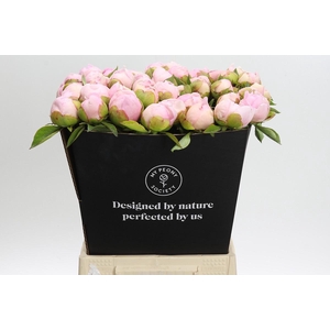 Paeonia Angel Cheeks
