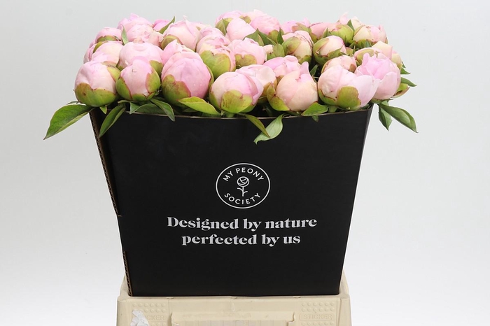 <h4>Paeonia Angel Cheeks</h4>