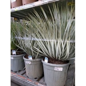 Yucca rostrata