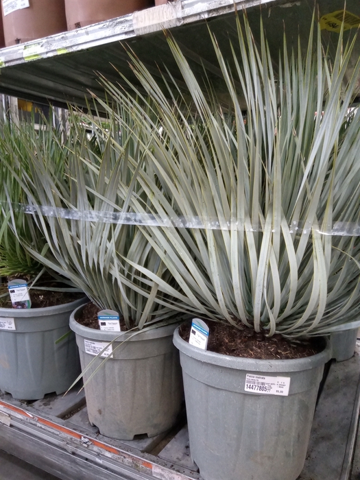 <h4>Yucca rostrata</h4>