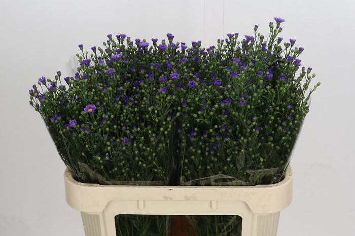 <h4>Aster Casamare</h4>