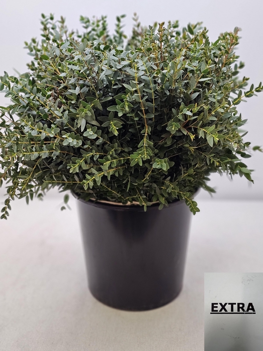 EUC PARVIFOLIA PB