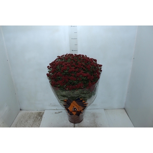 CRISANTEMO BOLA BELGA JASODA P20 VERMELHO