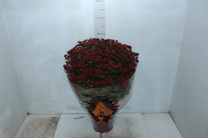 <h4>CRISANTEMO BOLA BELGA JASODA P20 VERMELHO</h4>