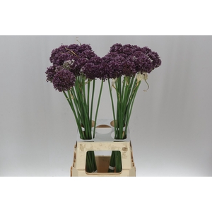 Allium Purple Mystery