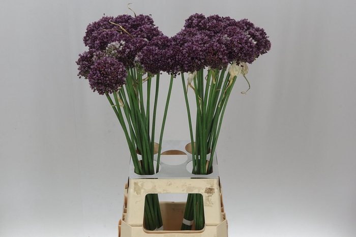 <h4>Allium Purple Mystery</h4>