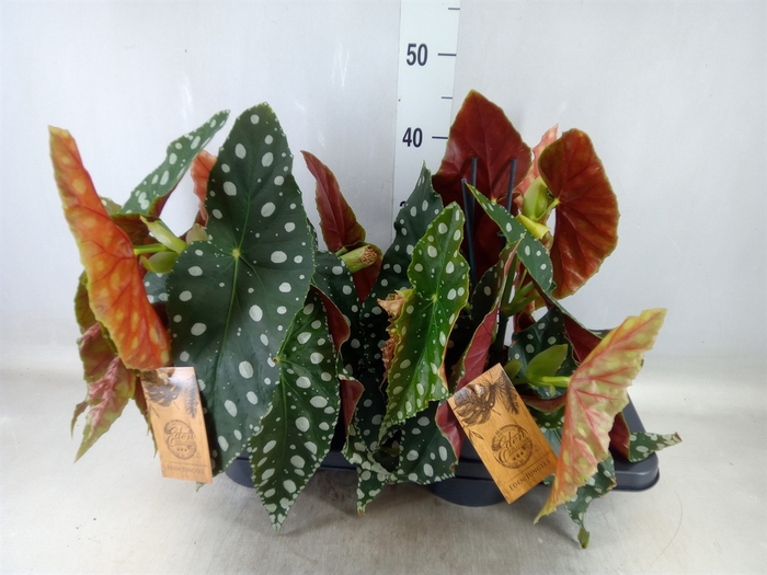 <h4>Begonia maculata</h4>