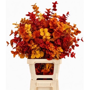 Euc. Cinerea Preserved Autumn
