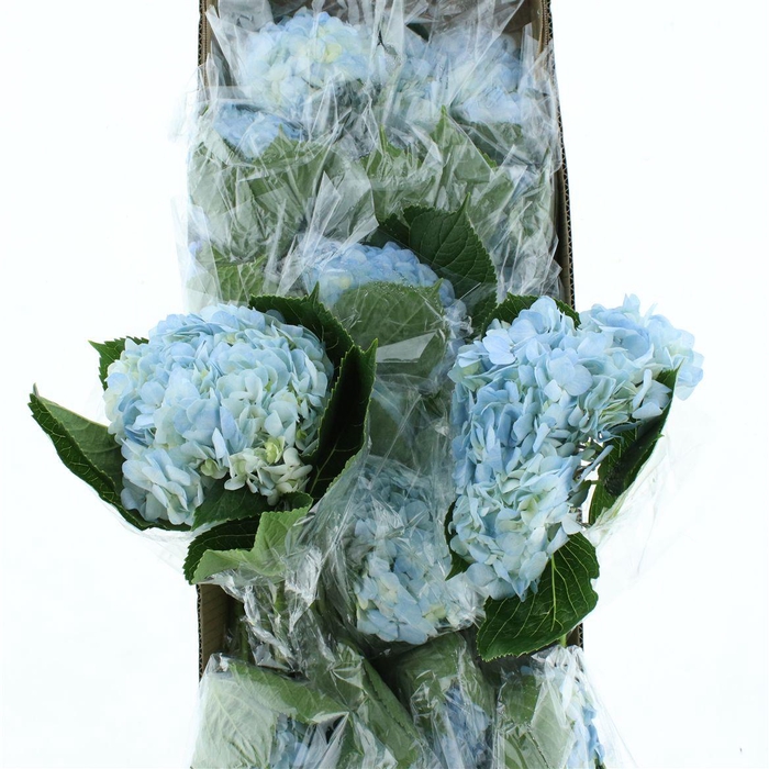 <h4>Hydr M Arctic Blue Premium 60-18</h4>