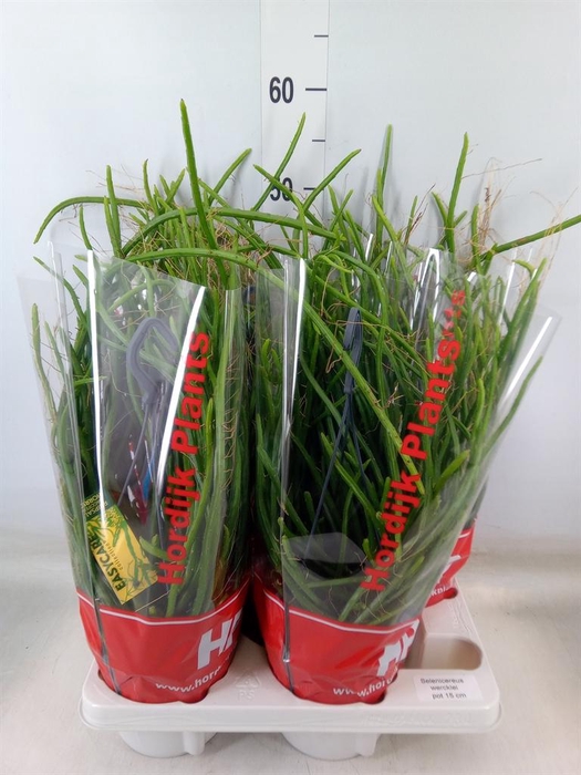 <h4>Rhipsalis   ...</h4>