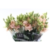 Eust Alissa Light Apricot
