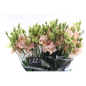 Eust Alissa Light Apricot