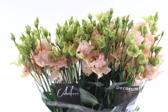 <h4>Eust Alissa Light Apricot</h4>