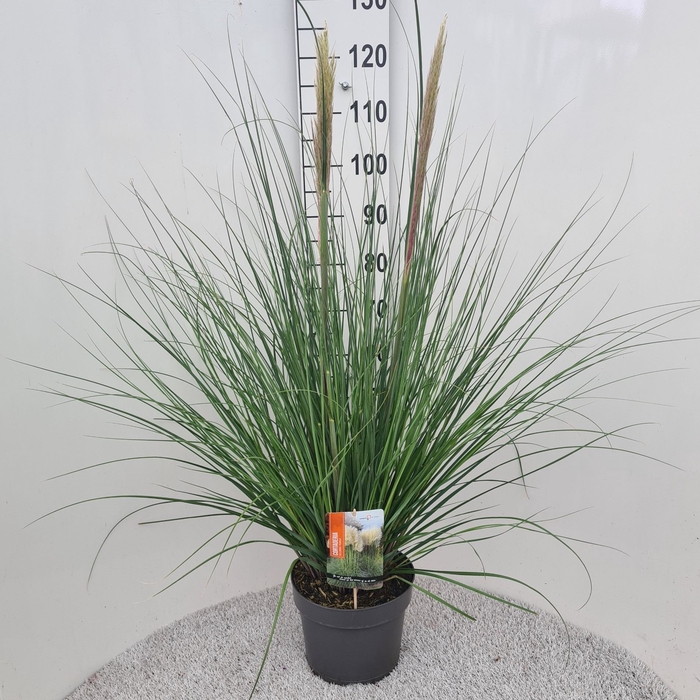 <h4>Cortaderia sell. 'Pumila'</h4>