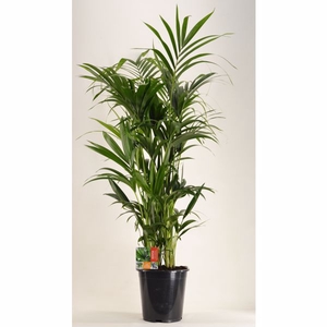 KENTIA - P27 H150 - 12PP (Howea forsteriana)