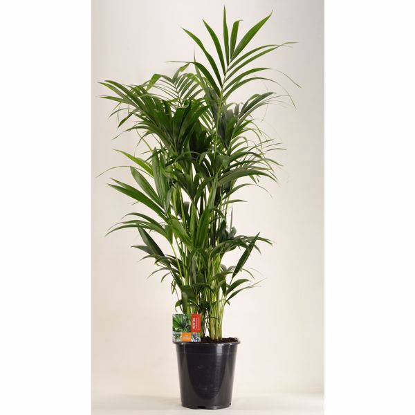 <h4>KENTIA - P27 H150 - 12PP (Howea forsteriana)</h4>