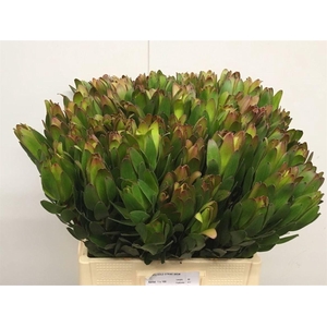 Leucad Gold Strike Super