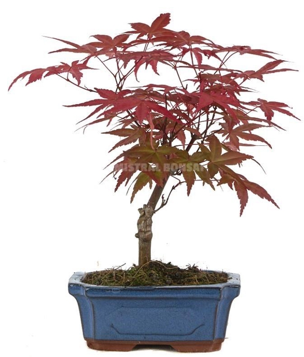 <h4>ACER PA DESHOJO</h4>