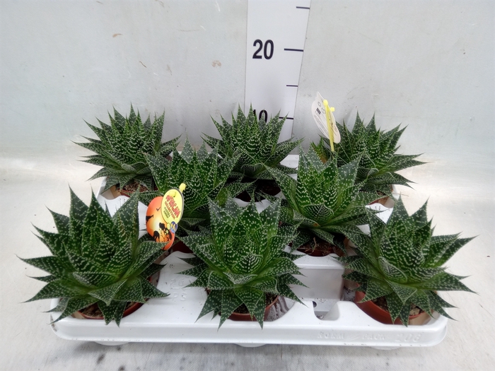 <h4>Gasteria</h4>