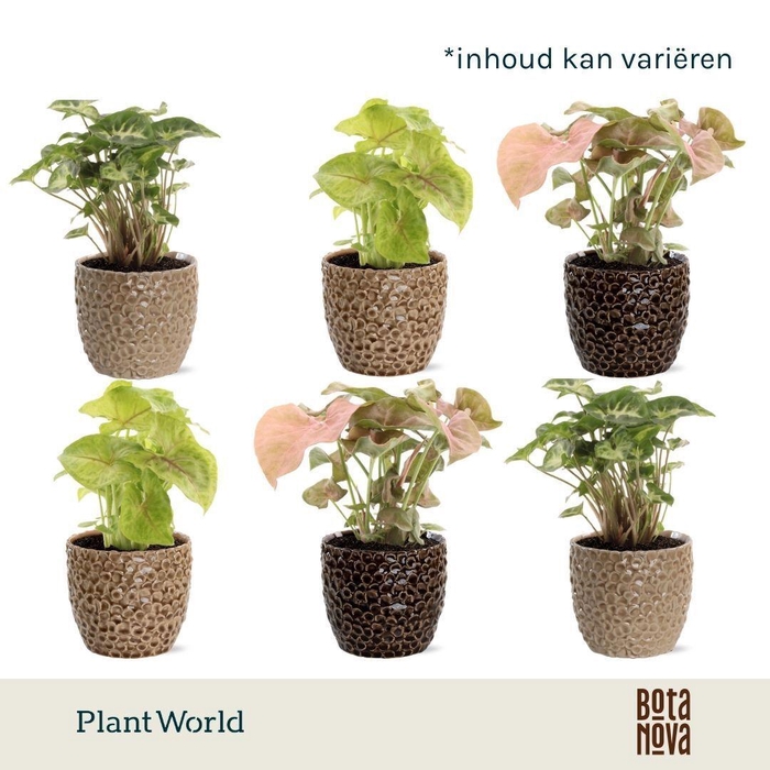 <h4>Syngonium gemengd in Lizzy Keramiek</h4>