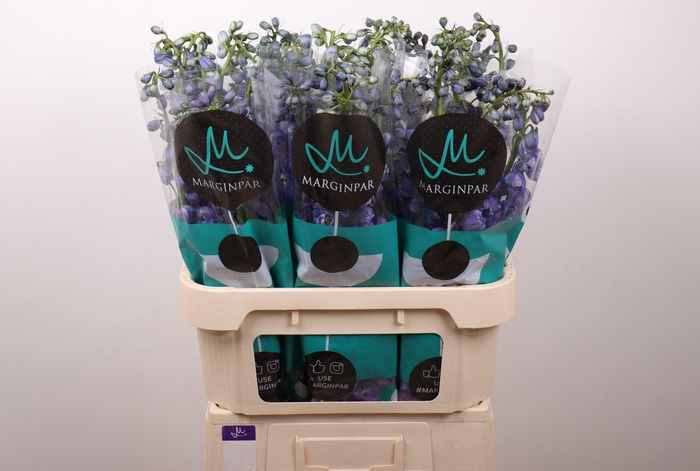 <h4>Delph Du Guard Blue</h4>