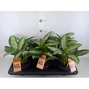 Aglaonema  'Jubilee'