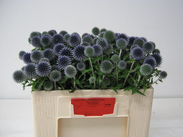 <h4>ECHIN BA BLUE GLOBE</h4>