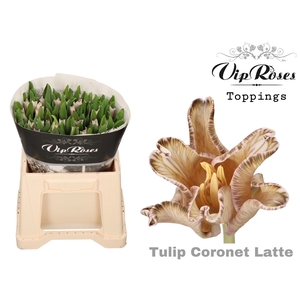 TU CO CORONET LATTE