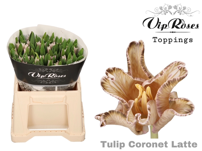 <h4>Tu Co Coronet Latte</h4>