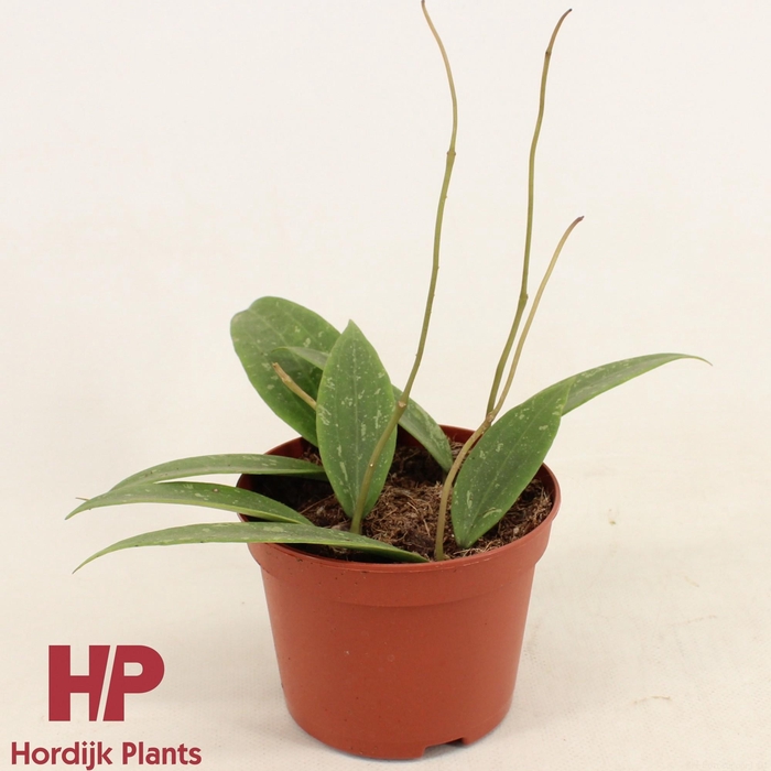 <h4>Hoya sp. Loei P12</h4>