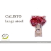 Anthurium Calisto