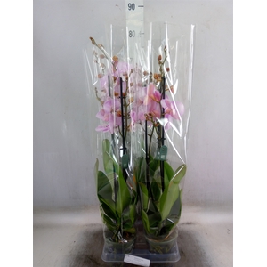 Phalaenopsis   ...rose