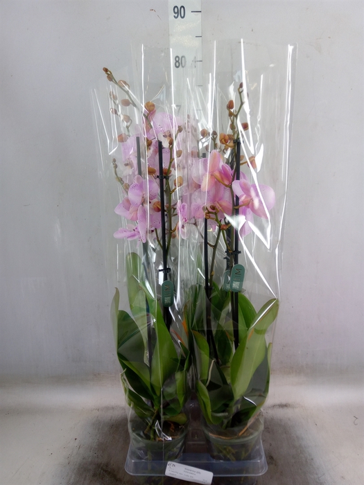 <h4>Phalaenopsis   ...rose</h4>