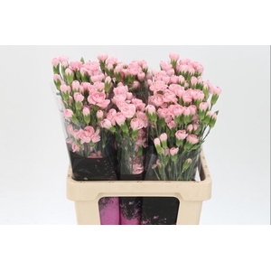 DI TR L PINK TESSINO