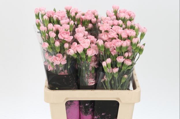 <h4>DI TR L PINK TESSINO</h4>