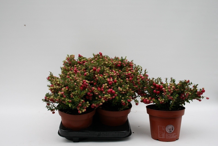 Gaultheria   ...red berry