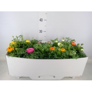 Ranunculus  'Sprinkles'