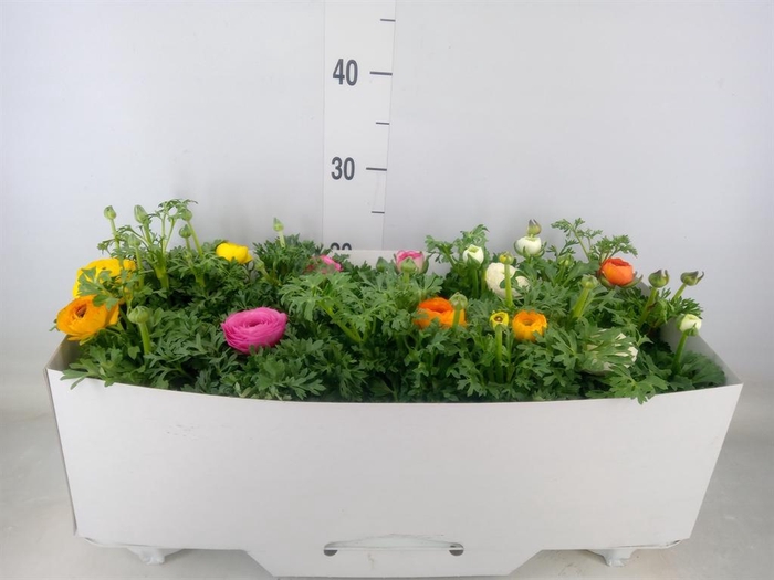 <h4>Ranunculus  'Sprinkles'</h4>