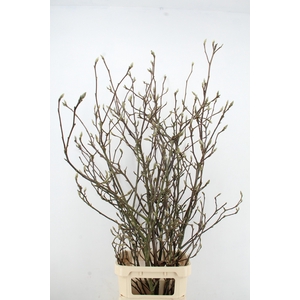 MAGNOLIA GRANDIFLORA X7