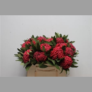 Protea Waratah