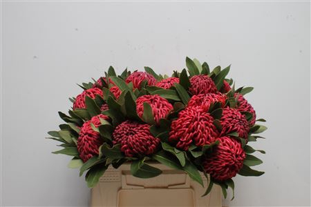 <h4>Protea Waratah</h4>