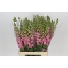 Antirrhinum Potomac Early Pink