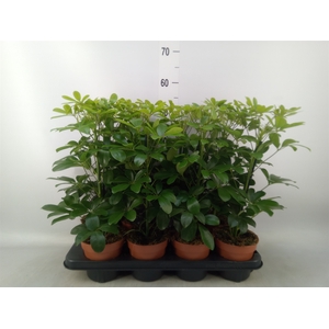 Schefflera arbor. 'Nora'