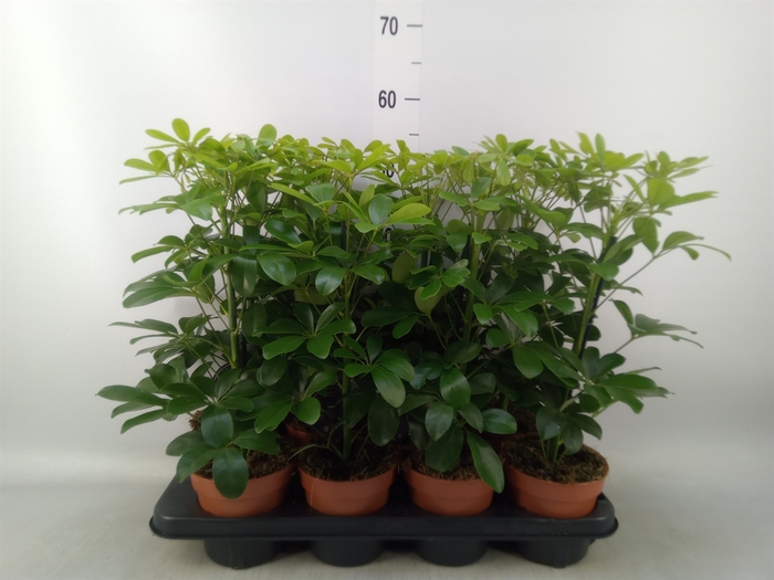 <h4>Schefflera arbor. 'Nora'</h4>